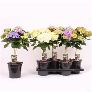 Bild von Kp17 Hortensia Divers